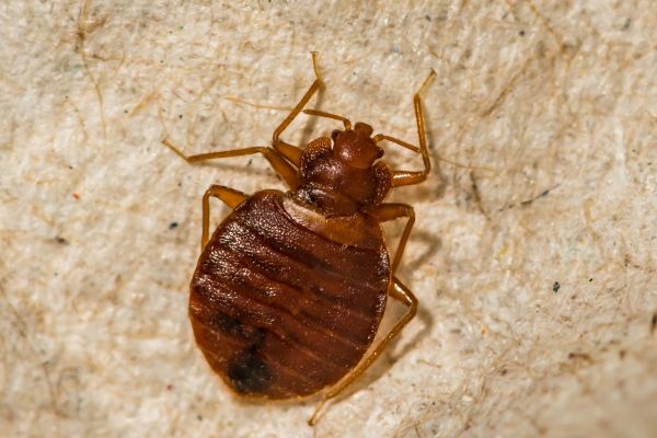 Bed Bug Eradication