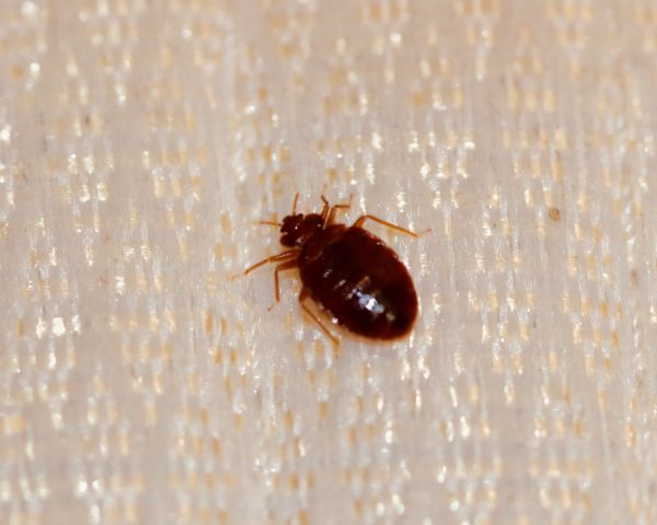 Bed Bug Treatment