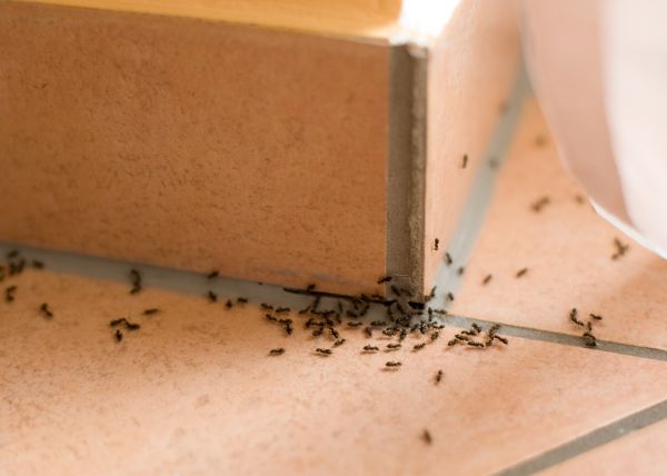 Ant Removal
