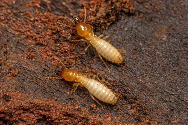 Termite Prevention