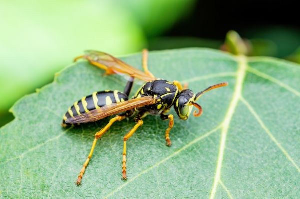 Yellow Jacket Extermination