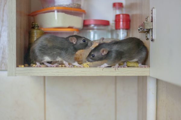 Rat And Mouse Control