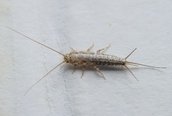 Silverfish Control