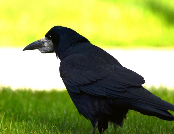 Crow Control