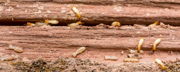 Termite Extermination