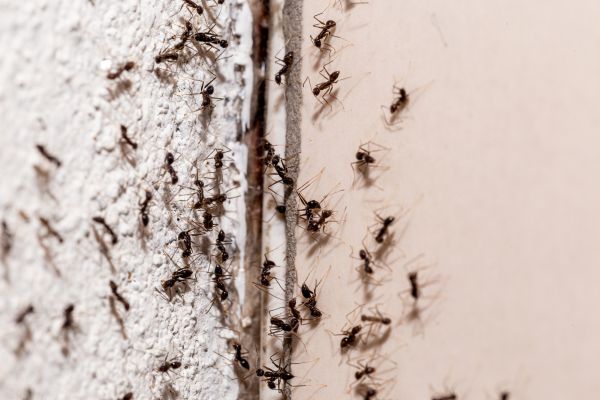 Ant Pest Control
