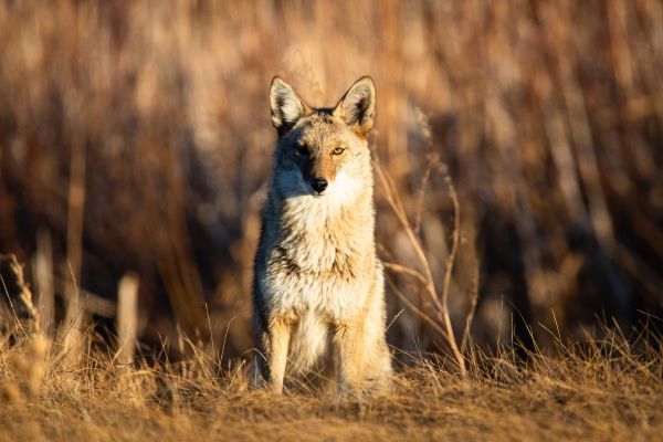 Wildlife Control Service