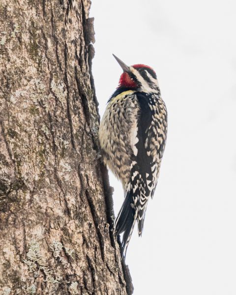 Woodpecker Abatement