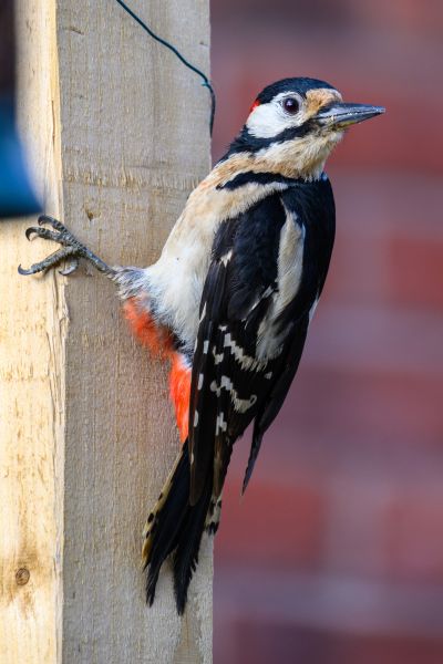 Woodpecker Eradication