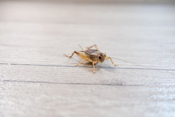 Cricket Removal