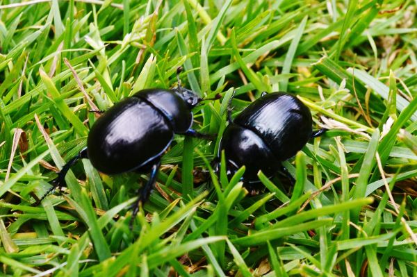 Beetle Infestation Treatment