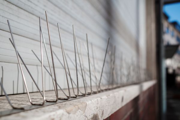 Avian Spike Installation