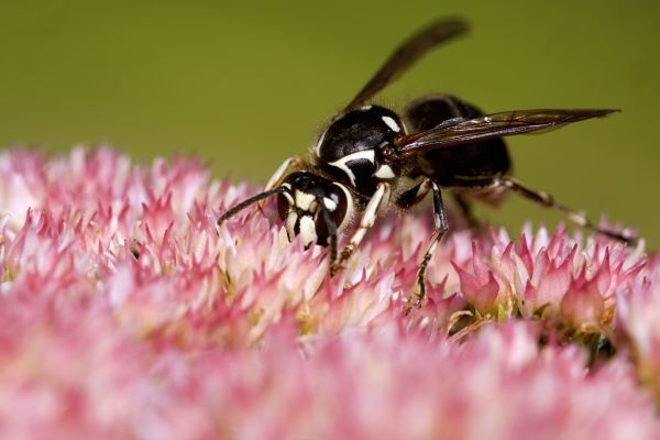 Baldfaced Hornet Removal