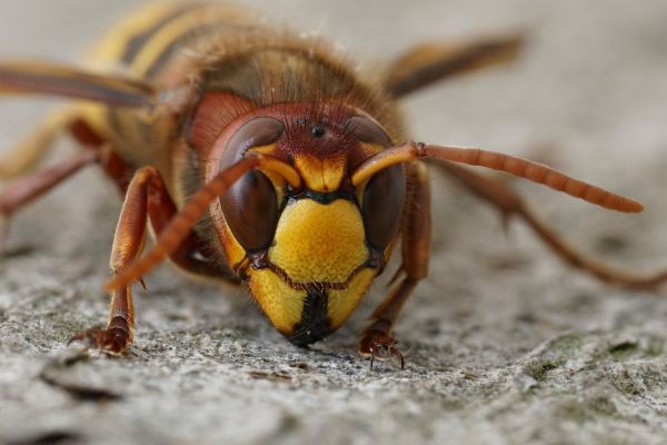 European Hornet Pest Control