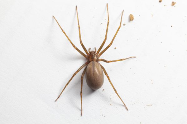 Brown Recluse Treatment