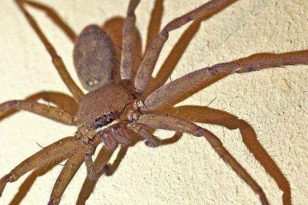 Huntsman Spider Removal