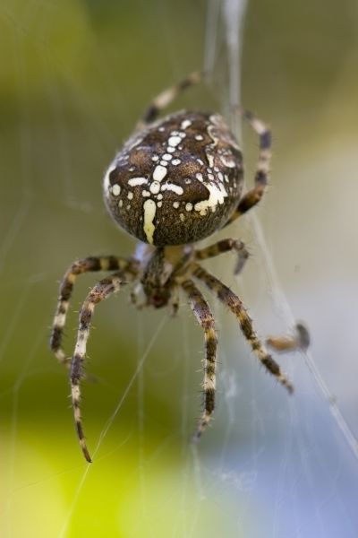 Cross Spider Treatment