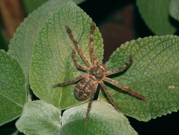 Huntsman Spider Treatment