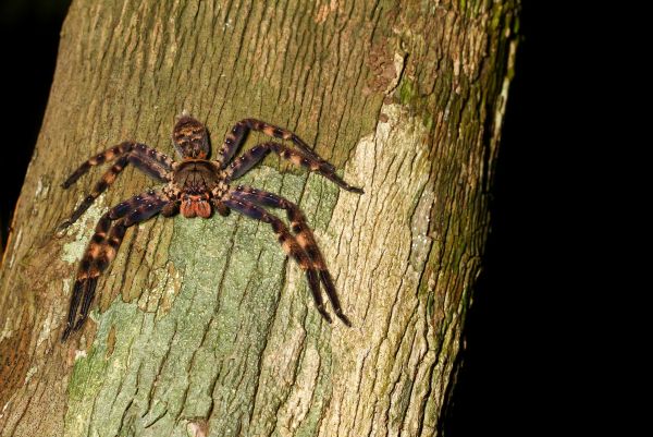 Huntsman Spider Extermination