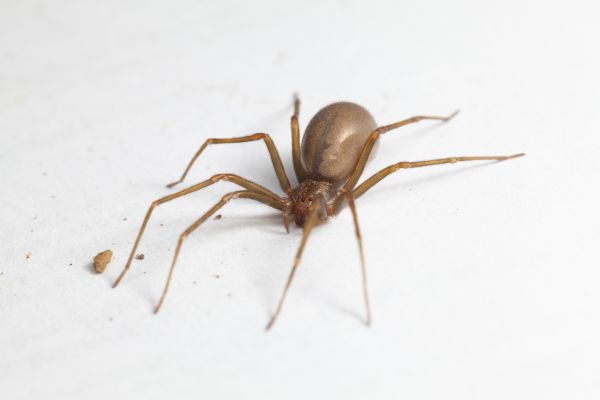 Brown Recluse Spider Removal