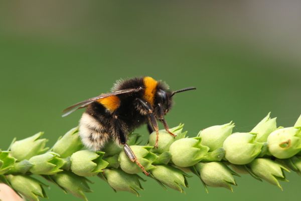 Bumble Bee Control