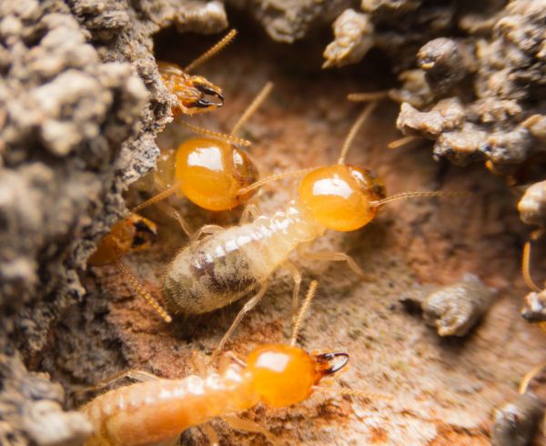 Commercial Termite Management