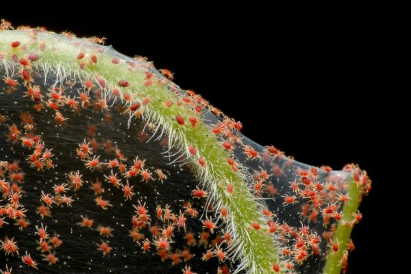Spider Mite Extermination