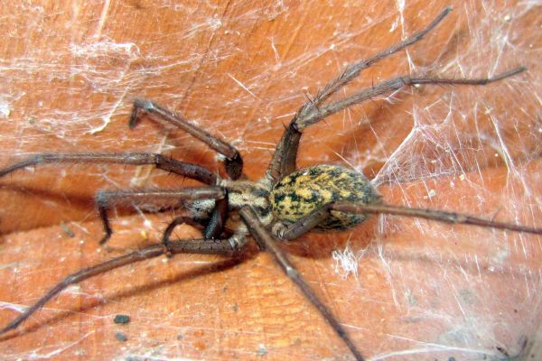 Hobo Spider Control