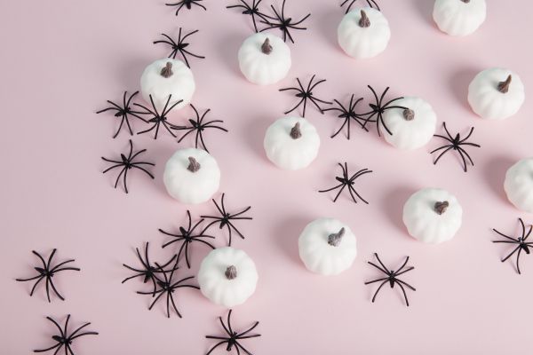 Spider Infestation Removal