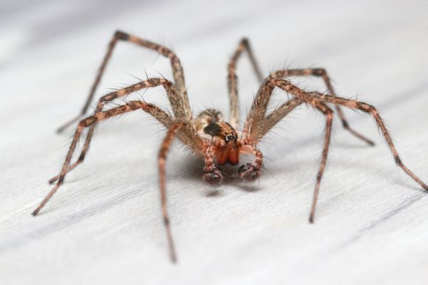Hobo Spider Elimination