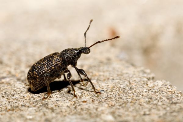 Weevil Extermination