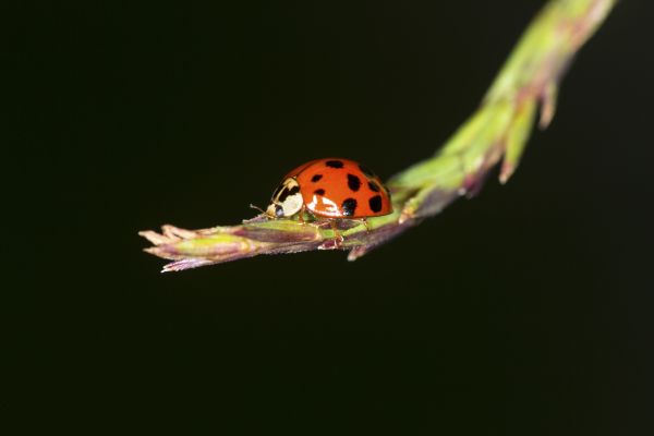 Ladybug Management