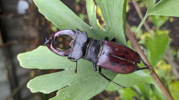 Weevil Pest Management