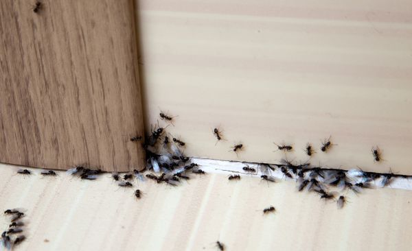 Ant Infestation Treatment