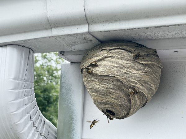 Wasp Nest Control