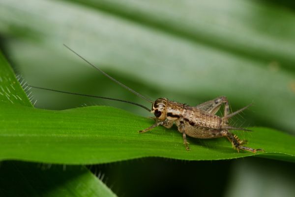 Cricket Pest Control