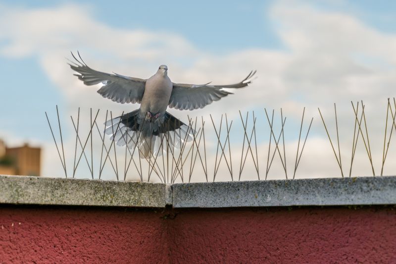 Bird Spikes Installation