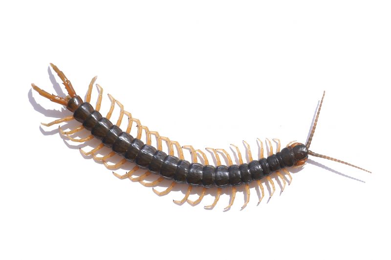 Centipede Extermination