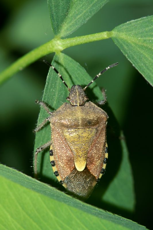 Health And Nuisance Issues Caused By Stinkbugs