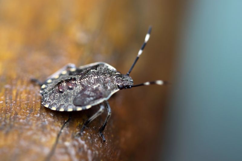 Health And Nuisance Issues Caused By Stinkbugs