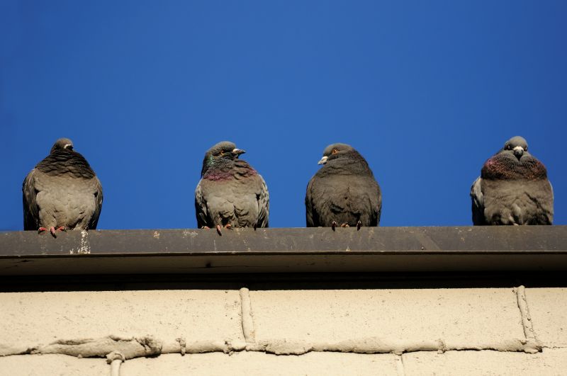Pigeon Proofing Service