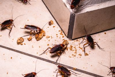 Roach Infestation Control