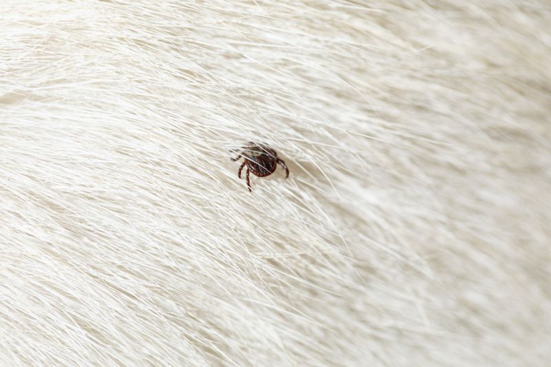 Tick Control Service